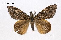 藏品(細紋黃毒蛾)的圖片